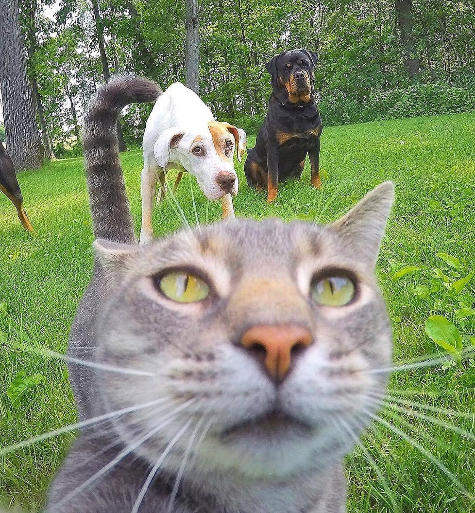 Kočka Manny si ráda fotí selfie.