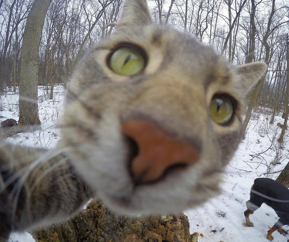 Kočka Manny si ráda fotí selfie.