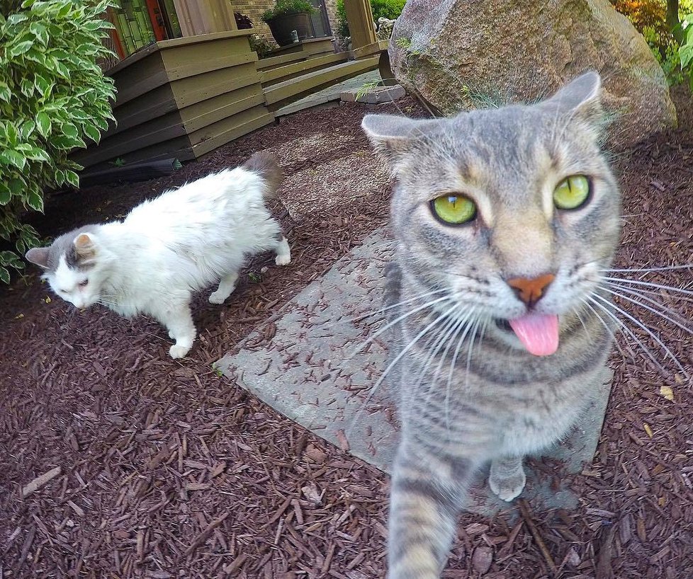 Kočka Manny si ráda fotí selfie.