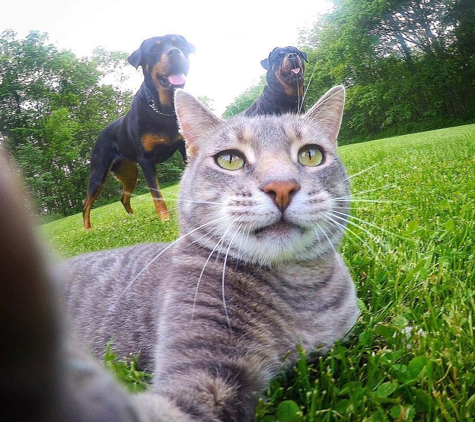 Kočka Manny si ráda fotí selfie.