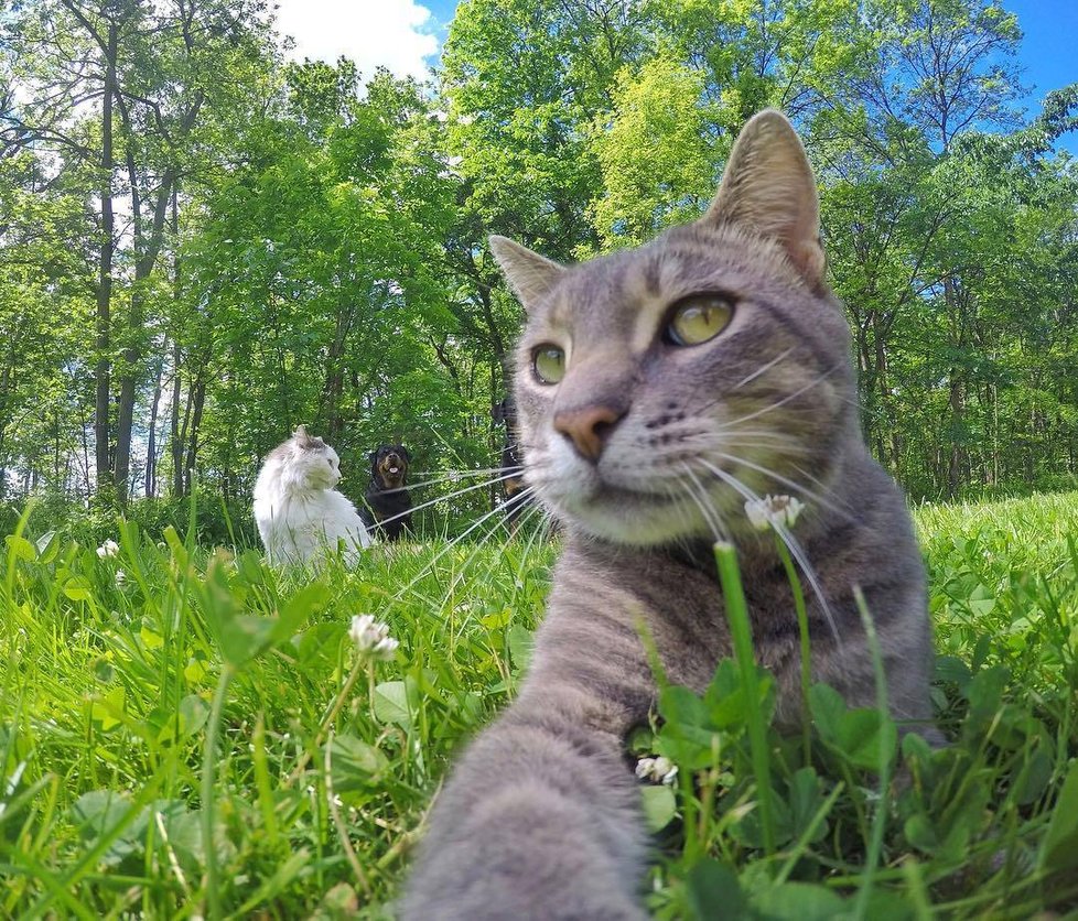 Kočka Manny si ráda fotí selfie.