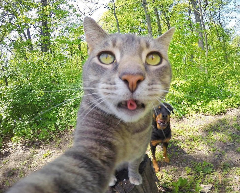 Kočka Manny si ráda fotí selfie.