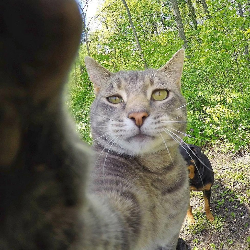 Kočka Manny si ráda fotí selfie.