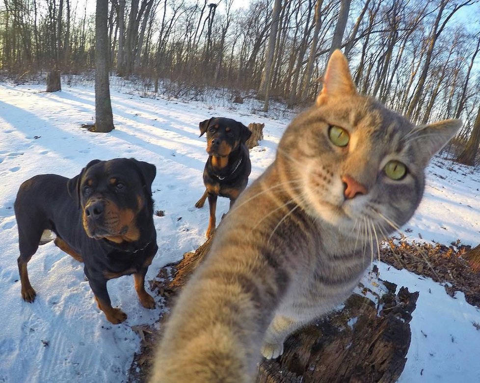 Kočka Manny si ráda fotí selfie.