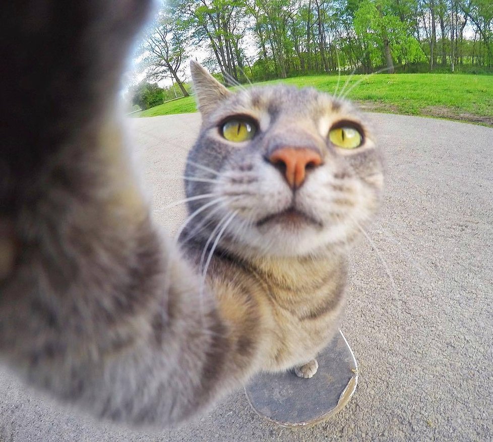 Kočka Manny si ráda fotí selfie.