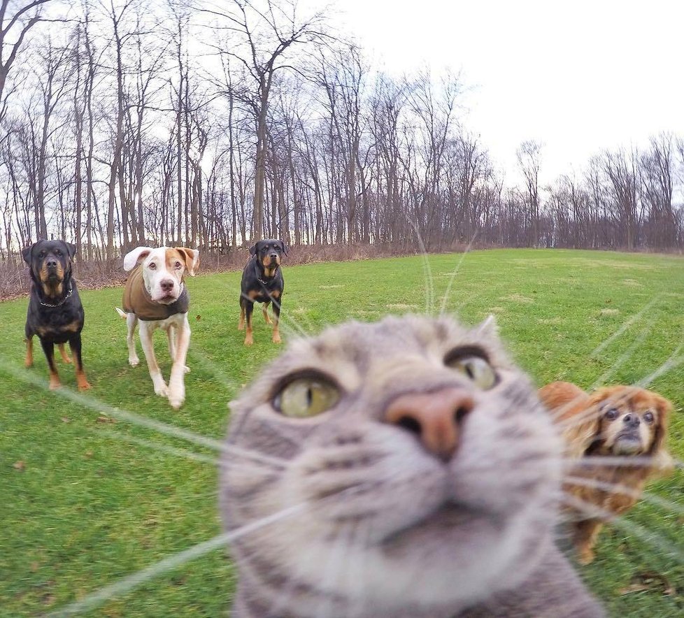 Kočka Manny si ráda fotí selfie.