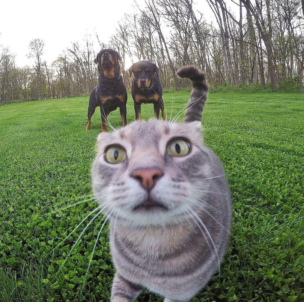 Kočka Manny si ráda fotí selfie.