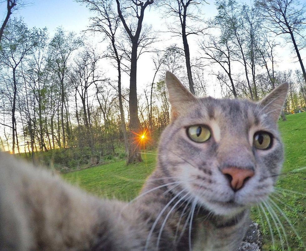 Kočka Manny si ráda fotí selfie.