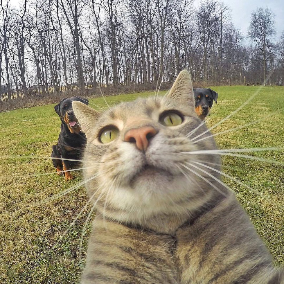 Kočka Manny si ráda fotí selfie.