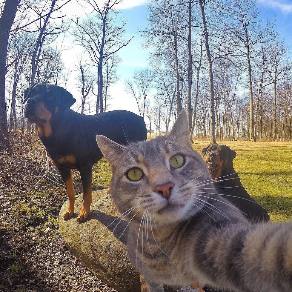 Kočka Manny si ráda fotí selfie.