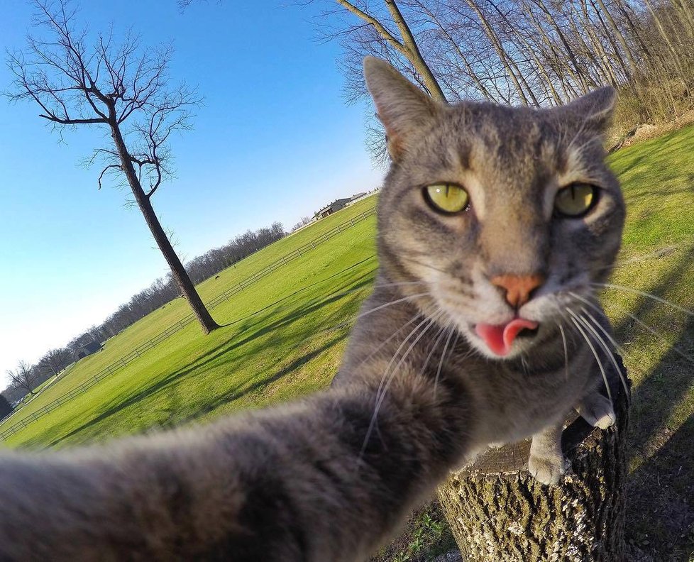 Kočka Manny si ráda fotí selfie.