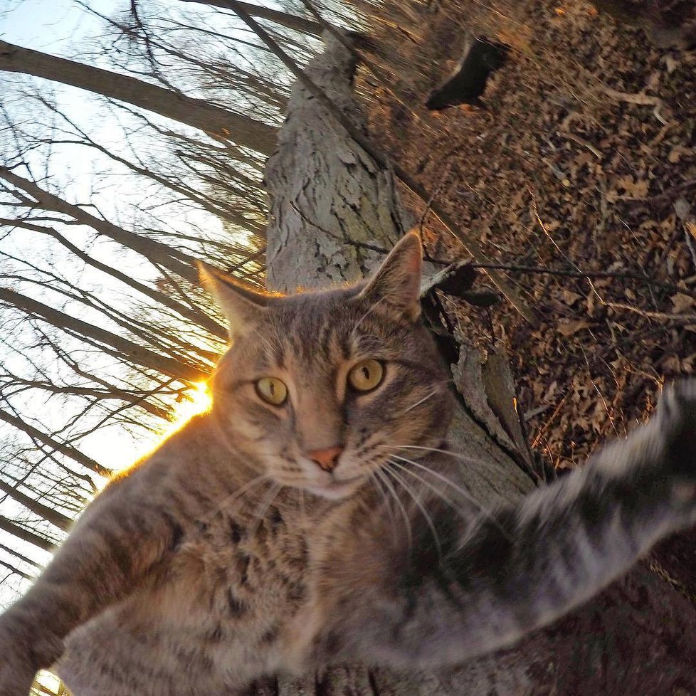 Kočka Manny si ráda fotí selfie.