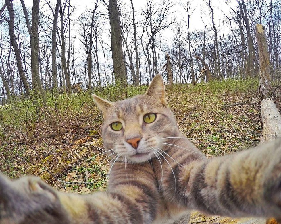 Kočka Manny si ráda fotí selfie.