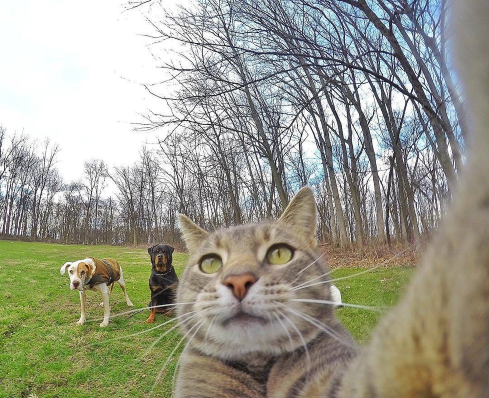 Kočka Manny si ráda fotí selfie.