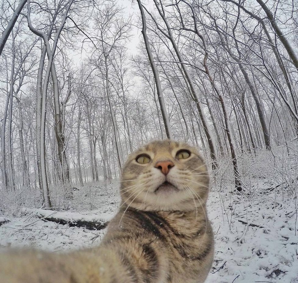 Kočka Manny si ráda fotí selfie.