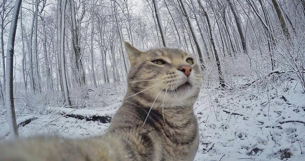 Kočka Manny si ráda fotí selfie.