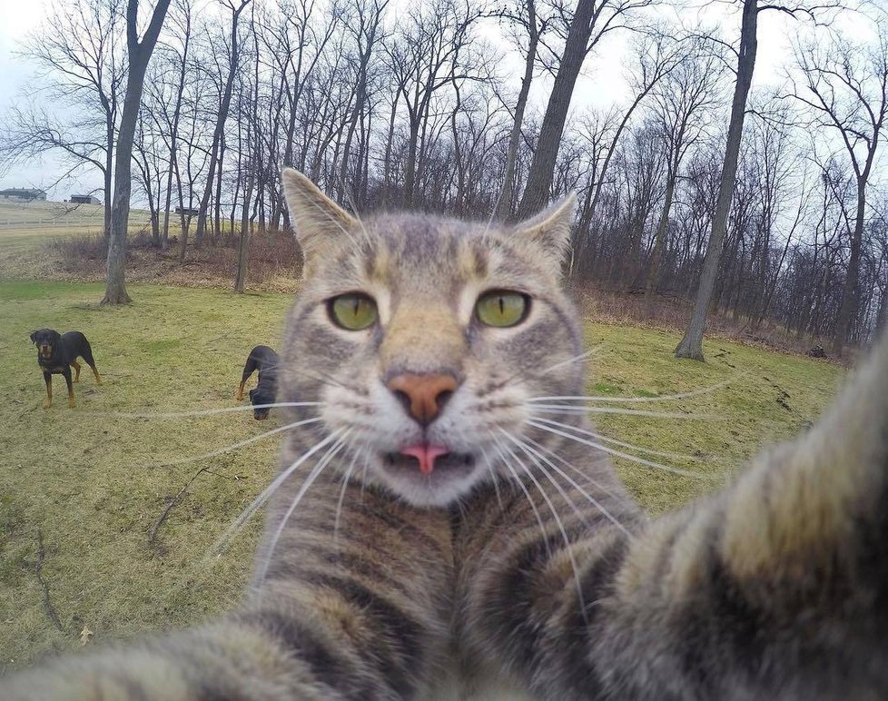 Kočka Manny si ráda fotí selfie.