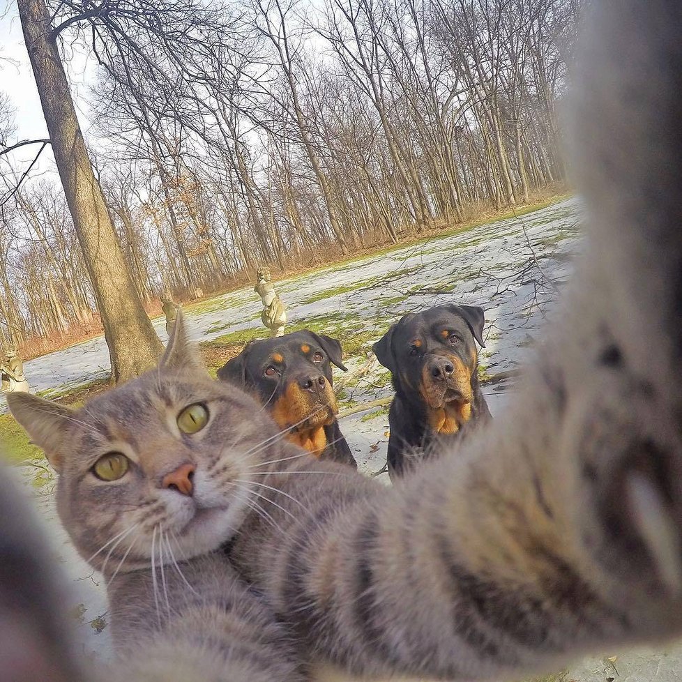 Kočka Manny si ráda fotí selfie.