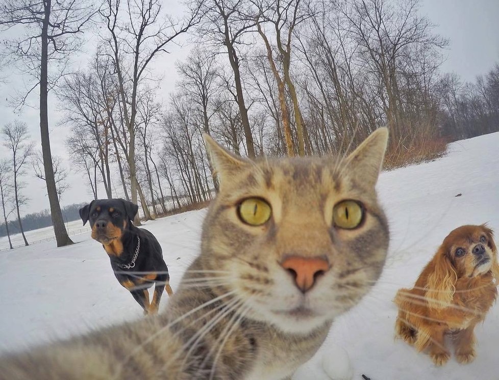 Kočka Manny si ráda fotí selfie.