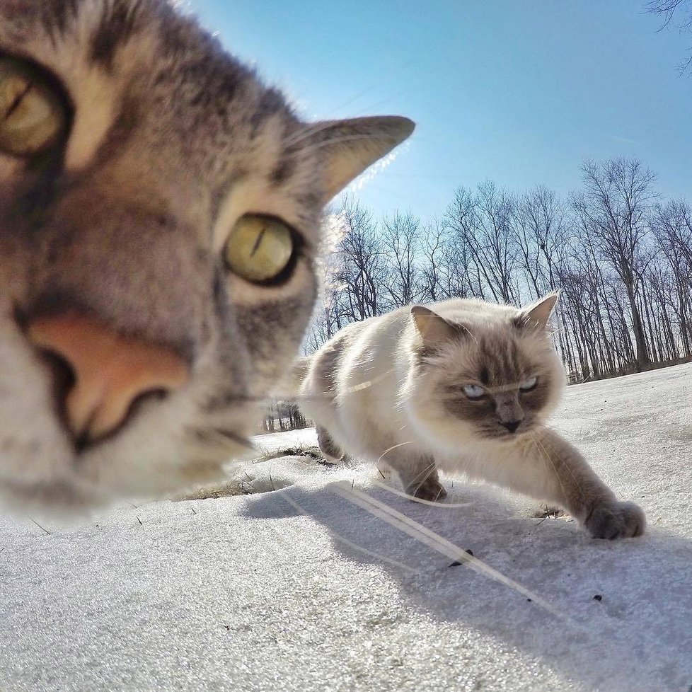 Kočka Manny si ráda fotí selfie.