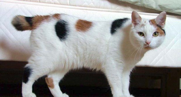 Kočičí plemena: Manská kočka bez ocasu