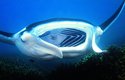 Manty většinou plavou se široce otevřenou tlamou, do níž nabírají plankton. Pohyblivé laloky na hlavě manty slouží k usměrňování proudu vody do tlamy