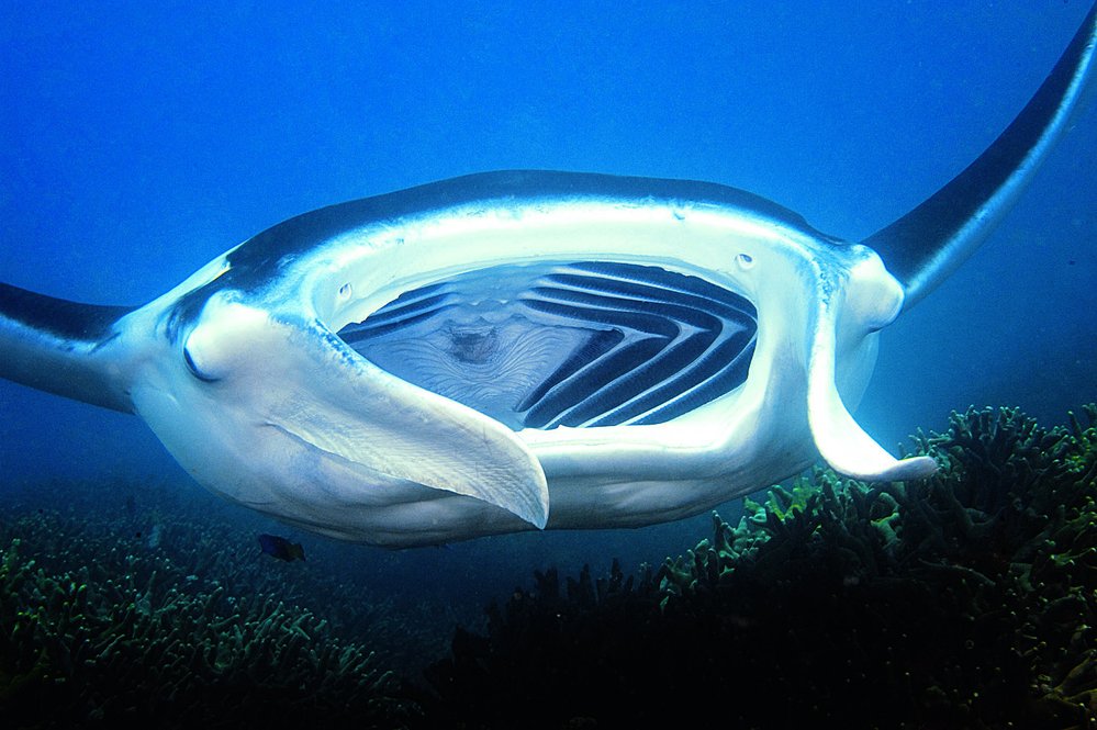 Manty většinou plavou se široce otevřenou tlamou, do níž nabírají plankton. Pohyblivé laloky na hlavě manty slouží k usměrňování proudu vody do tlamy