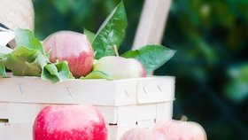 Jablko je skrytý poklad, který naleznete na každé zahradě!