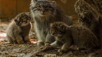 Čtrnáct let žiju v Emirátech a pak mě vzali do brněnské zoo Čtrnáct let žiju v Emirátech a pak mě vzali do brněnské zoo
