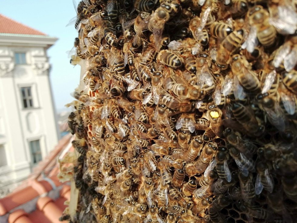 Marek Hilšer je vášnivý včelař, z kontroly úlu si však tentokrát odnesl žihadlo a opuchlý ret (26.3.2018).