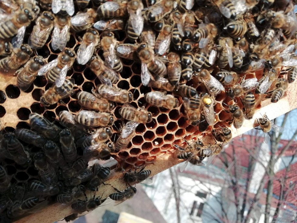 Tribunál Soudního dvora Evropské unie ve čtvrtek potvrdil platnost omezení při užívání tří pesticidů, které mají podle vědců škodlivý vliv na včely.