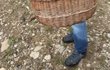 Ztracený hlásil invazi hřibů Ztracený hlásil invazi hřibů