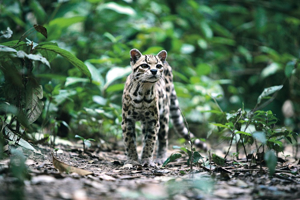 Margay (Leopardus wiedii) je malá, nanejvýš 9 kg vážící kočka