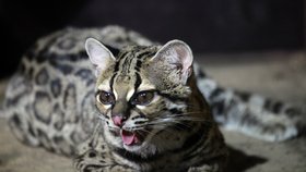 Unikátního kočkovitého dravce připomínajícího levharta získala z Anglie brněnská zoo.