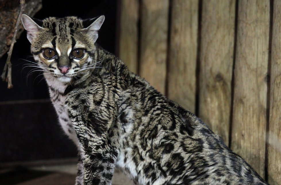 Unikátního kočkovitého dravce připomínajícího levharta získala z Anglie brněnská zoo.