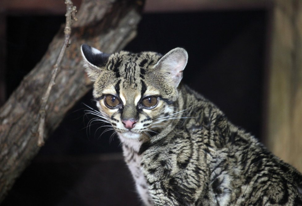 Unikátního kočkovitého dravce připomínajícího levharta získala z Anglie brněnská zoo.