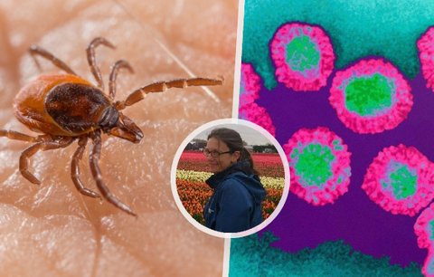 Borelióza v zimě i exotické viry na Moravě: Lékařka o tom, jak klima mění práci v ordinacích