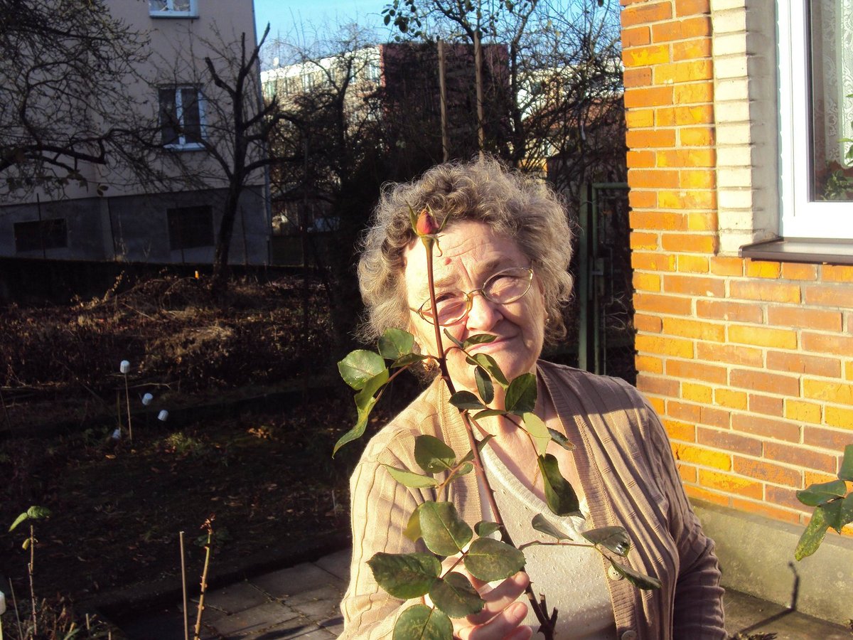 Marie Vavřičková (74) ze Zlína má ze zahrádky stále čerstvé kvetoucí růže, nezmrzly…