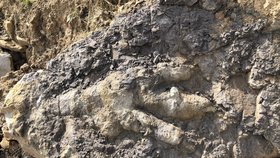 Archeoložka našla největší dinosauří stopu, vyšla si přitom jenom na pláž pro něco k večeři!