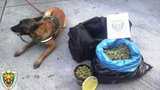 Marihuanu na hranicích hlídala hárající fena: Vlčák Zoro se nenechal „oblbnout“