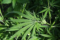 Policie zabavila marihuanu mladíkům na Vyškovsku