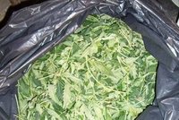 Nizozemští celníci zabavili19 tun marihuany