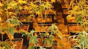 Ve třech místnostech se pěstovalo 400 rostlin marihuany.