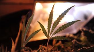 Tráva dostala zelenou, Uruguay povolila marihuanu