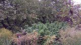 Marihuanová džungle v Praze 20: „Rostliny pěstuje strýc,“ uvedla majitelka domu