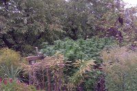 Marihuanová džungle v Praze 20: „Rostliny pěstuje strýc,“ uvedla majitelka domu