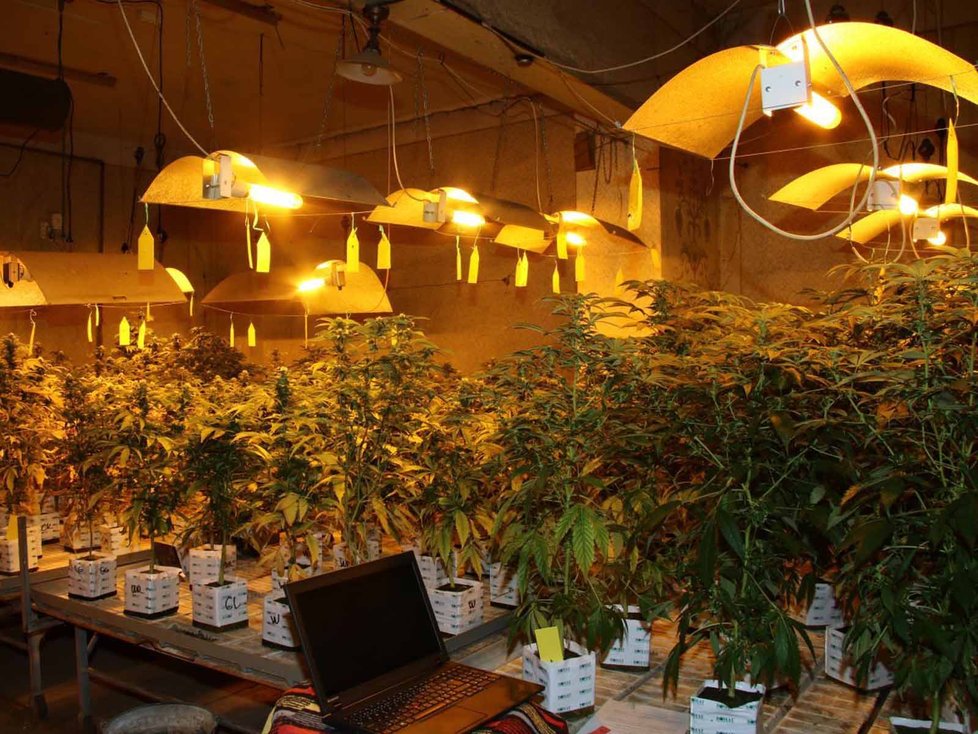 Španělská policie na jihovýchodě země zadržela Češku a Brita, kteří v bytě ve městě Monóvar pěstovali ve velkém marihuanu. Ilustrační foto