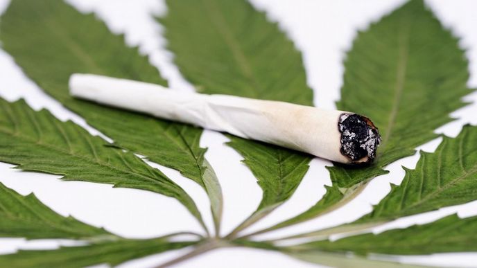 marihuana, ilustrační foto marihuana, ilustrační foto