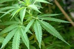 Oregon zvažuje legalizaci marihuany.