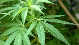 Oregon zvažuje legalizaci marihuany.